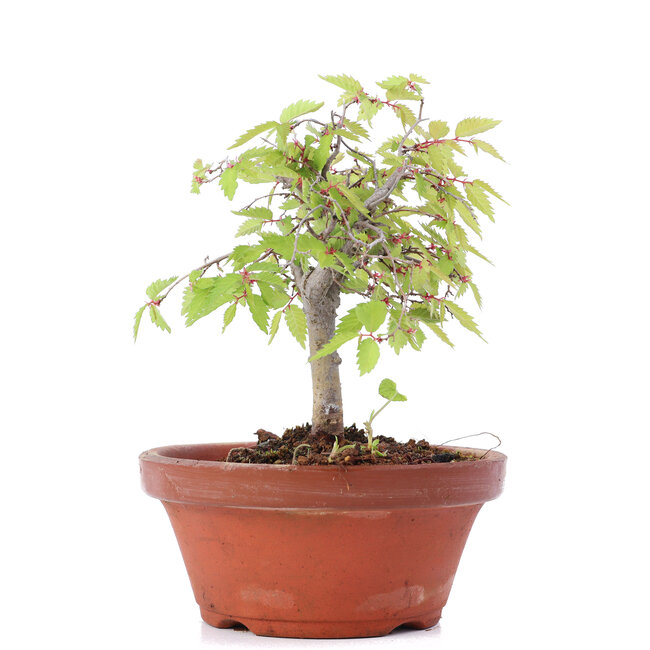 Zelkova serrata, 14,5 cm, ± 20 ans