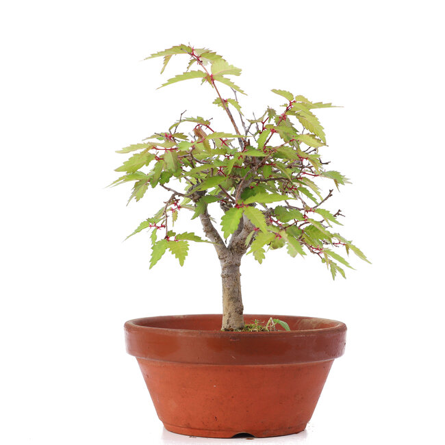 Zelkova serrata, 16,5 cm, ± 20 anni