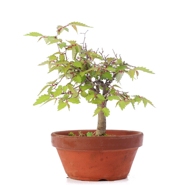 Zelkova serrata, 16,5 cm, ± 20 años