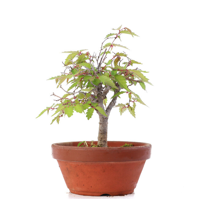 Zelkova serrata, 16,5 cm, ± 20 jaar oud