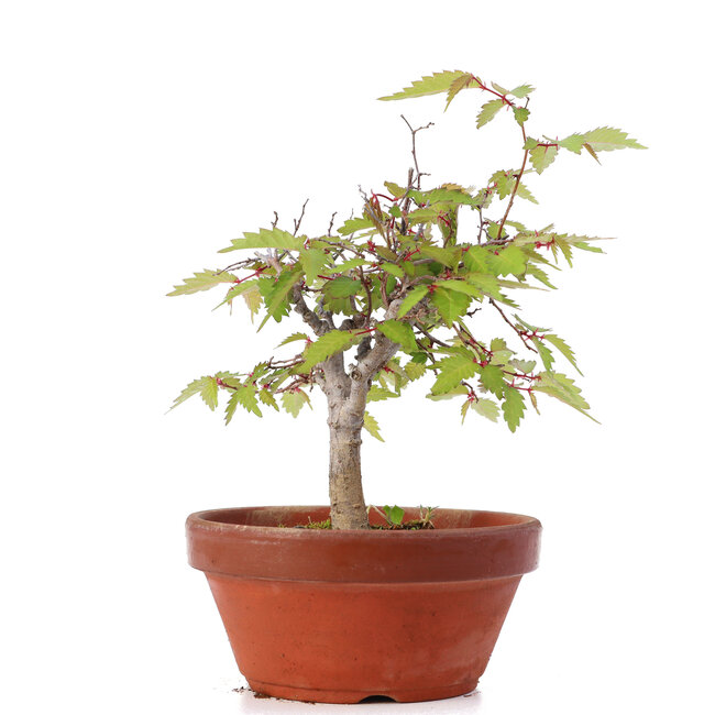 Zelkova serrata, 16,5 cm, ± 20 ans