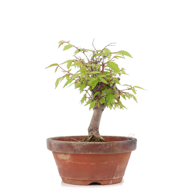 Zelkova serrata, 15 cm, ± 20 ans