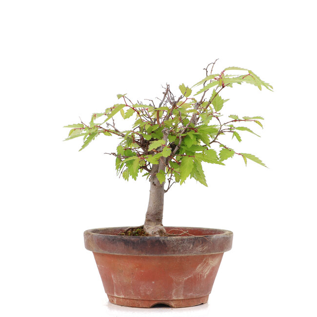 Zelkova serrata, 15 cm, ± 20 años
