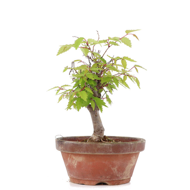 Zelkova serrata, 15 cm, ± 20 años
