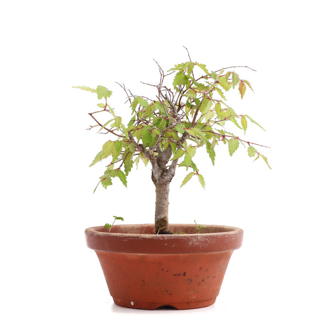 Zelkova serrata, 17,5 cm, ± 20 anni