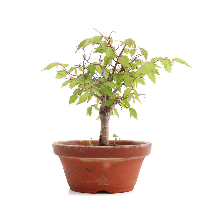 Zelkova serrata, 17,5 cm, ± 20 ans
