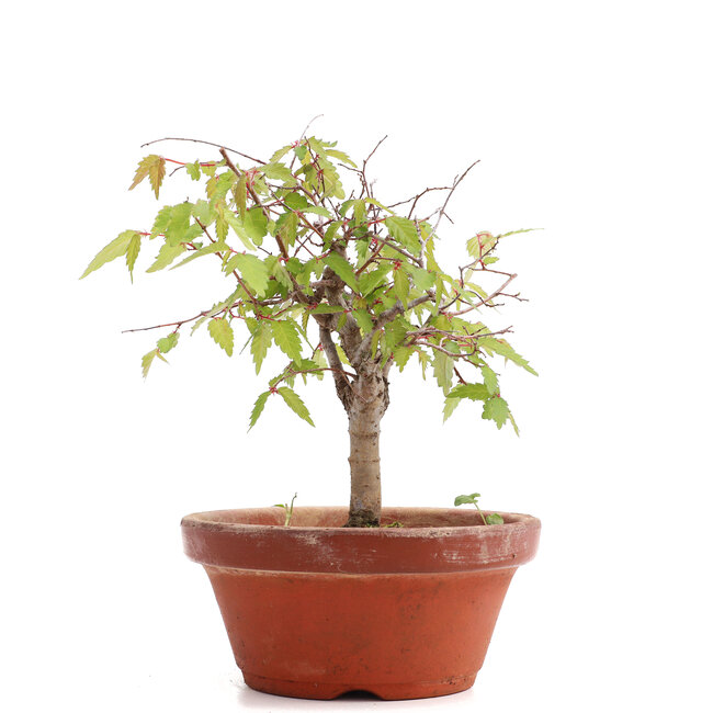 Zelkova serrata, 17,5 cm, ± 20 años