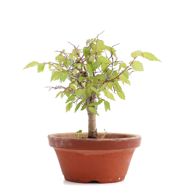 Zelkova serrata, 17,5 cm, ± 20 Jahre alt