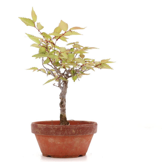 Zelkova serrata, 18 cm, ± 20 Jahre alt