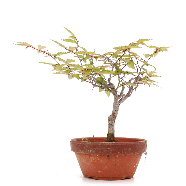 Zelkova serrata, 18 cm, ± 20 ans