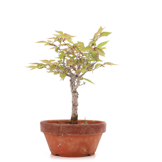 Zelkova serrata, 18 cm, ± 20 ans