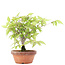 Zelkova serrata, 18,5 cm, ± 20 years old