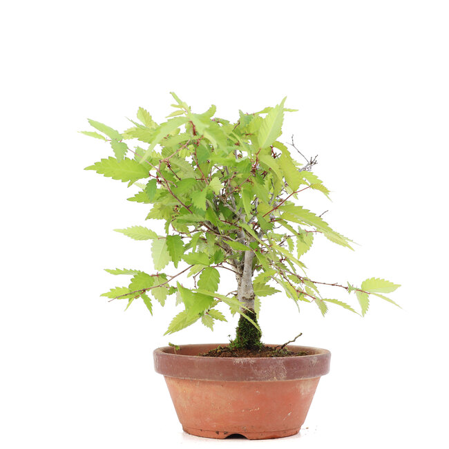 Zelkova serrata, 18,5 cm, ± 20 ans