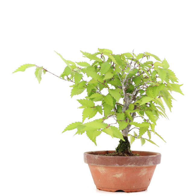 Zelkova serrata, 18,5 cm, ± 20 Jahre alt