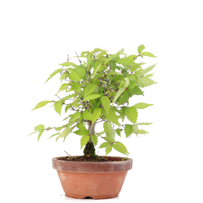 Zelkova serrata, 18,5 cm, ± 20 jaar oud