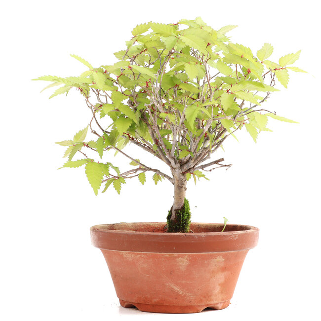 Zelkova serrata, 18,5 cm, ± 20 años