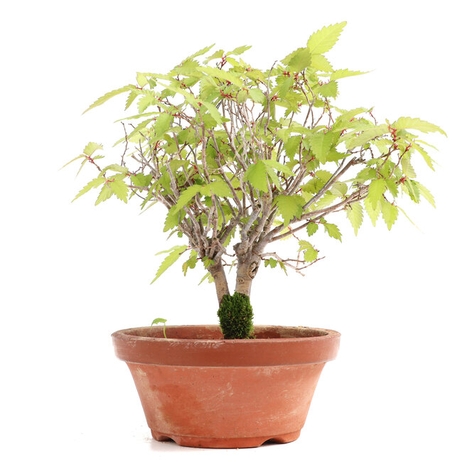 Zelkova serrata, 18,5 cm, ± 20 jaar oud