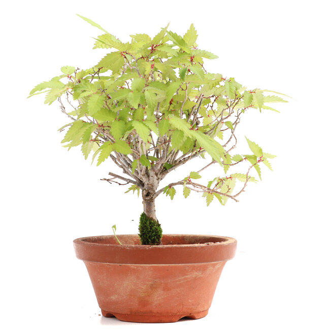 Zelkova serrata, 18,5 cm, ± 20 years old