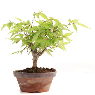 Zelkova serrata, 16 cm, ± 20 jaar oud