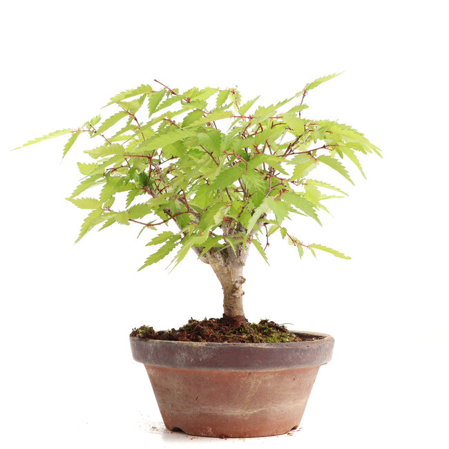 Zelkova serrata, 16 cm, ± 20 años