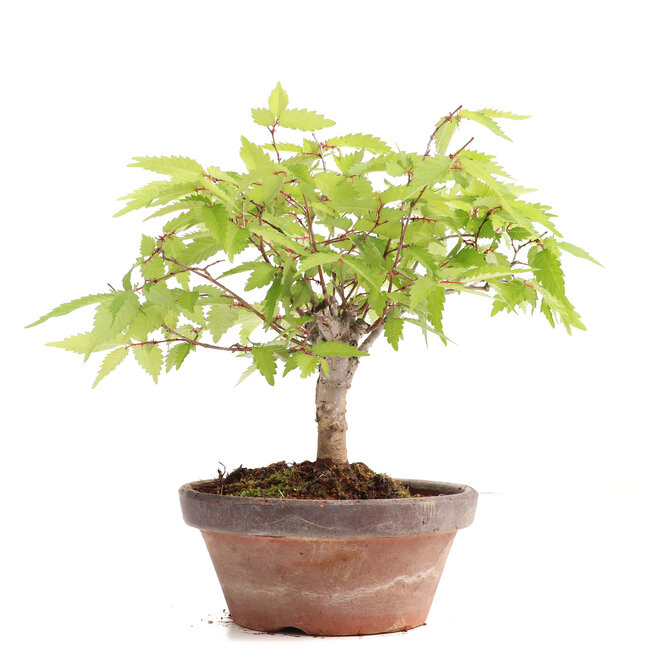 Zelkova serrata, 16 cm, ± 20 ans