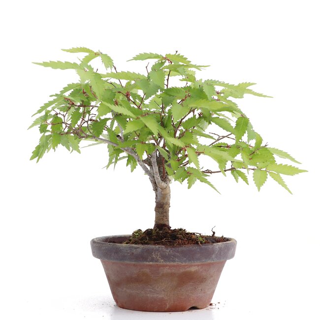 Zelkova serrata, 16 cm, ± 20 anni