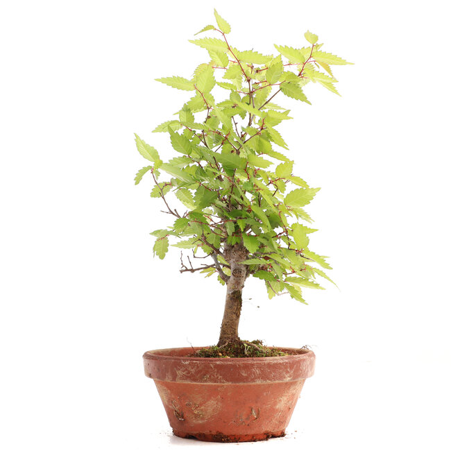Zelkova serrata, 24 cm, ± 20 anni