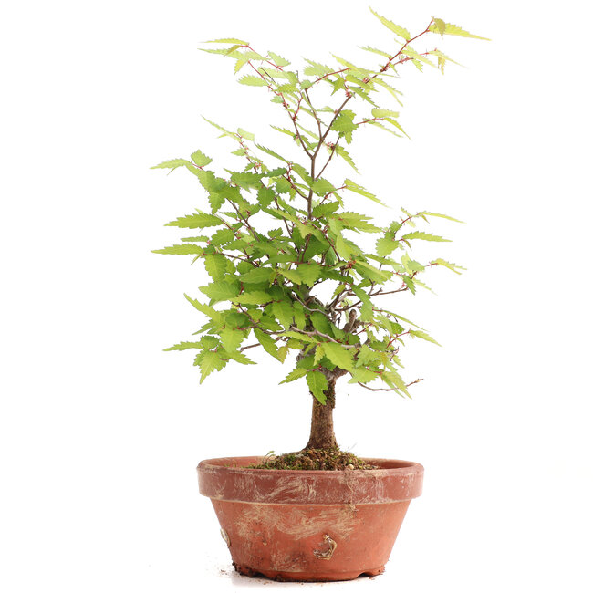 Zelkova serrata, 24 cm, ± 20 ans