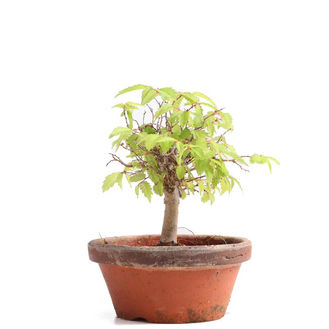 Zelkova serrata, 13 cm, ± 20 años