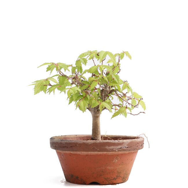 Zelkova serrata, 13 cm, ± 20 años