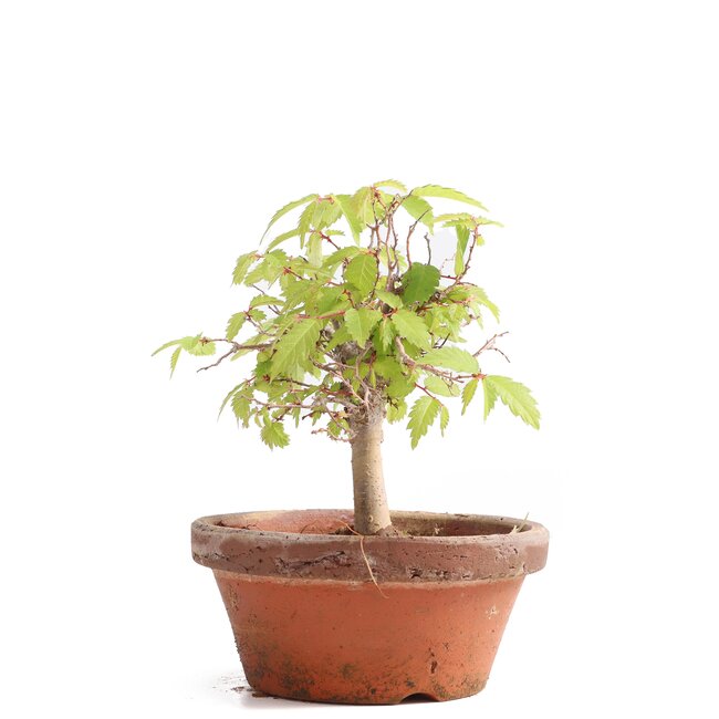 Zelkova serrata, 13 cm, ± 20 años