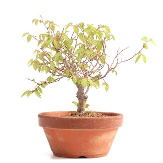 Zelkova serrata, 16,5 cm, ± 20 Jahre alt