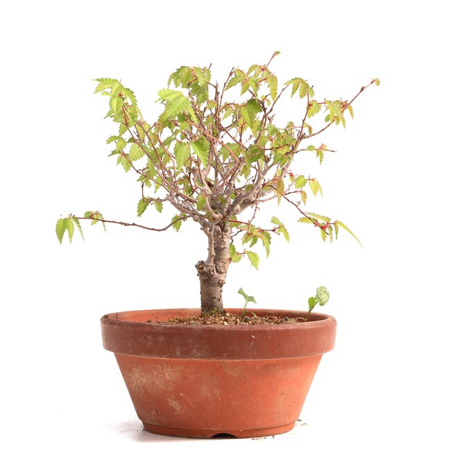 Zelkova serrata, 16,5 cm, ± 20 years old