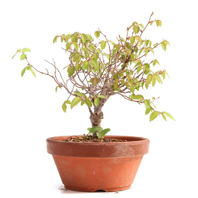 Zelkova serrata, 16,5 cm, ± 20 ans