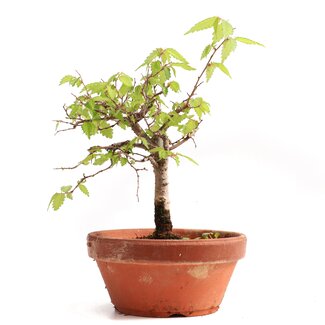 Zelkova serrata, 15,5 cm, ± 20 Jahre alt