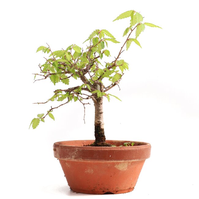 Zelkova serrata, 15,5 cm, ± 20 jaar oud