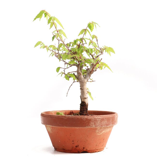 Zelkova serrata, 15,5 cm, ± 20 Jahre alt