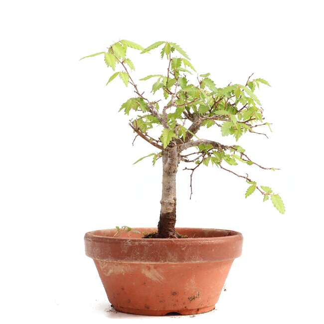 Zelkova serrata, 15,5 cm, ± 20 jaar oud