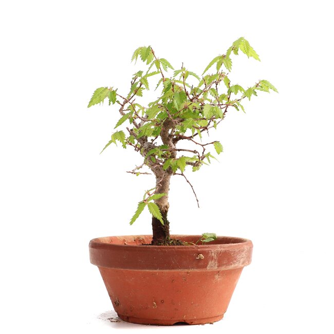 Zelkova serrata, 15,5 cm, ± 20 ans