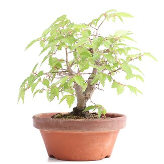 Zelkova serrata, 14,5 cm, ± 20 anni