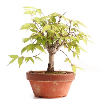 Zelkova serrata, 15,5 cm, ± 20 Jahre alt