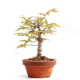 Zelkova serrata, 16,5 cm, ± 20 Jahre alt