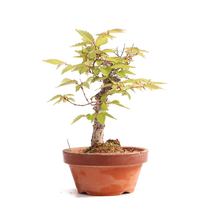 Zelkova serrata, 16,5 cm, ± 20 years old