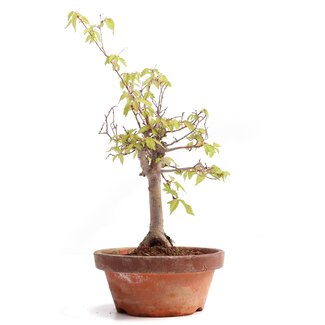 Zelkova serrata, 24,5 cm, ± 20 anni