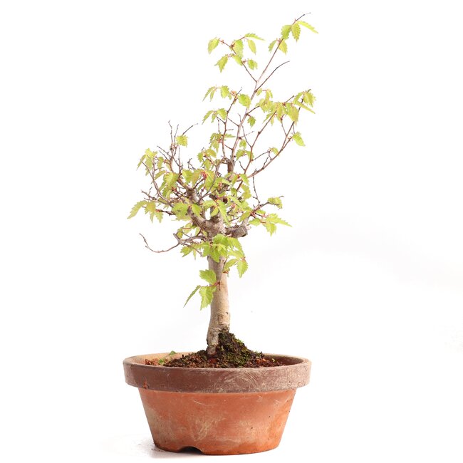 Zelkova serrata, 24,5 cm, ± 20 years old