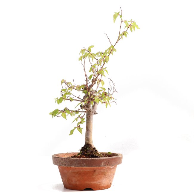 Zelkova serrata, 24,5 cm, ± 20 years old