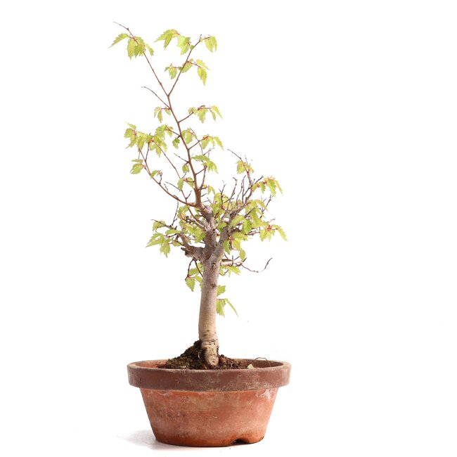 Zelkova serrata, 24,5 cm, ± 20 ans