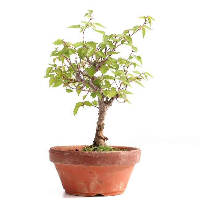 Zelkova serrata, 20 cm, ± 20 años