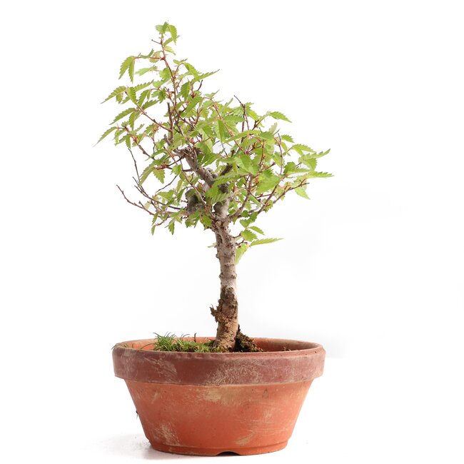 Zelkova serrata, 20 cm, ± 20 ans