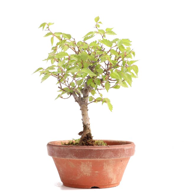 Zelkova serrata, 20 cm, ± 20 años